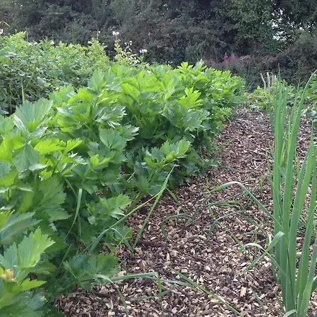 לינה וארוחת בוקר Fort House *