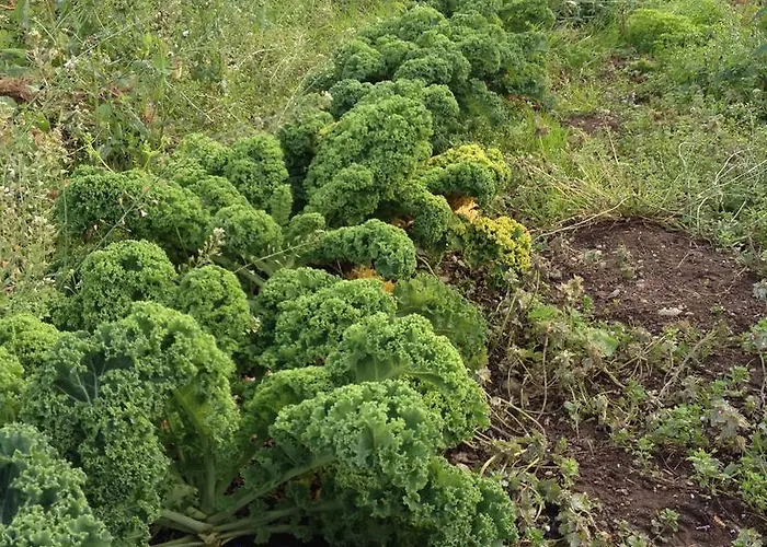 Fort House * Kilbeggan