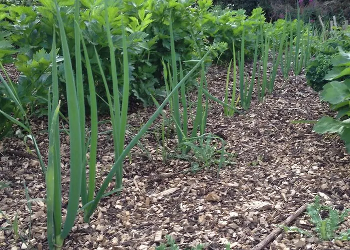 Fort House Couette-café Kilbeggan