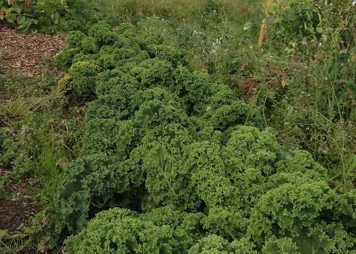 Couette-café Fort House