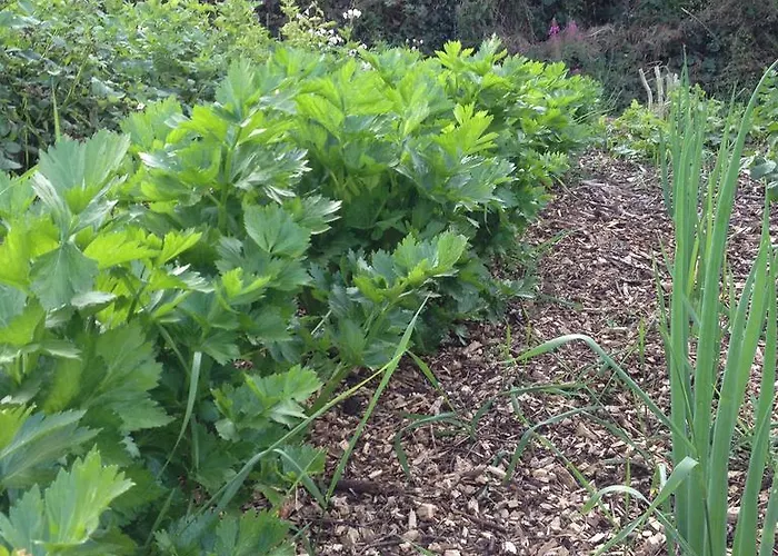 Bed & Breakfast Fort House *