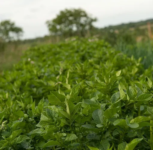 Couette-café Fort House